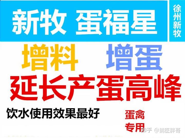 养蛋鸭旱鸭的养殖场图_旱养蛋鸭什么品种好_产蛋鸭旱鸭养殖技术