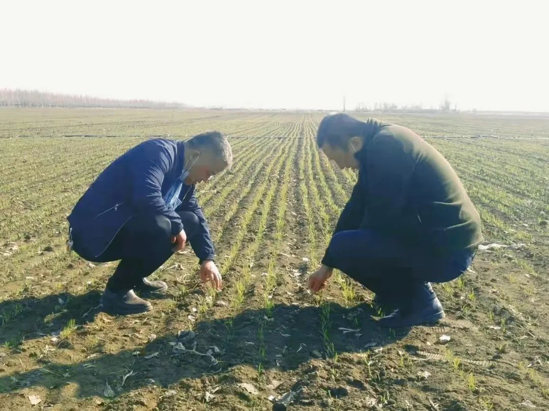 冬小麦种植技术_小麦冬种植技术与管理_冬小麦种植