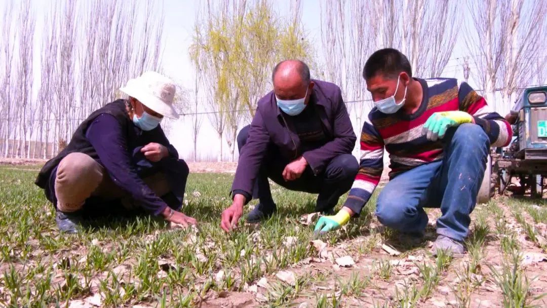 小麦冬种植技术与管理_冬小麦种植_冬小麦种植技术