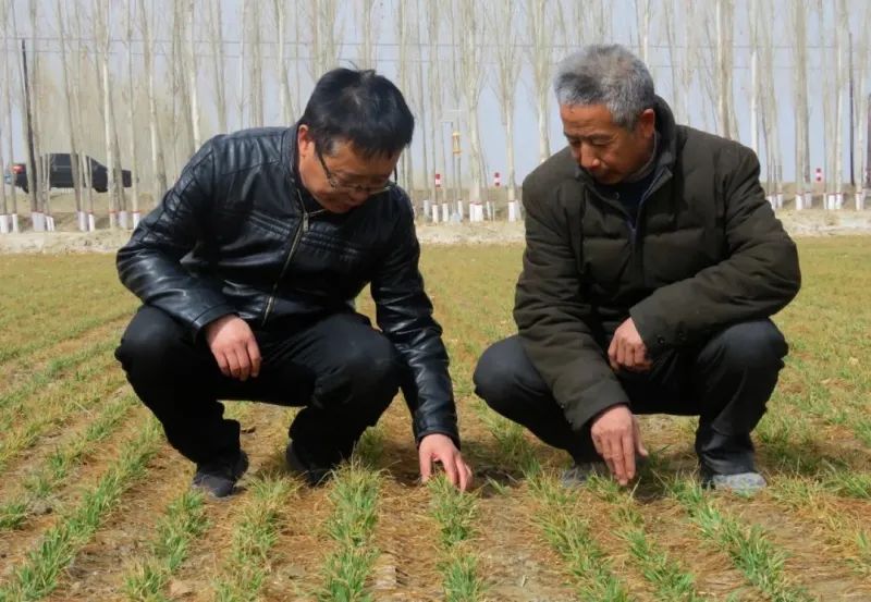 冬小麦种植技术_冬小麦种植_小麦冬种植技术与管理