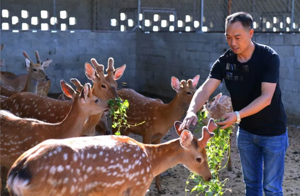 养殖梅花鹿怎么赚钱_视频致富养殖梅花鹿是真的吗_致富经梅花鹿养殖视频