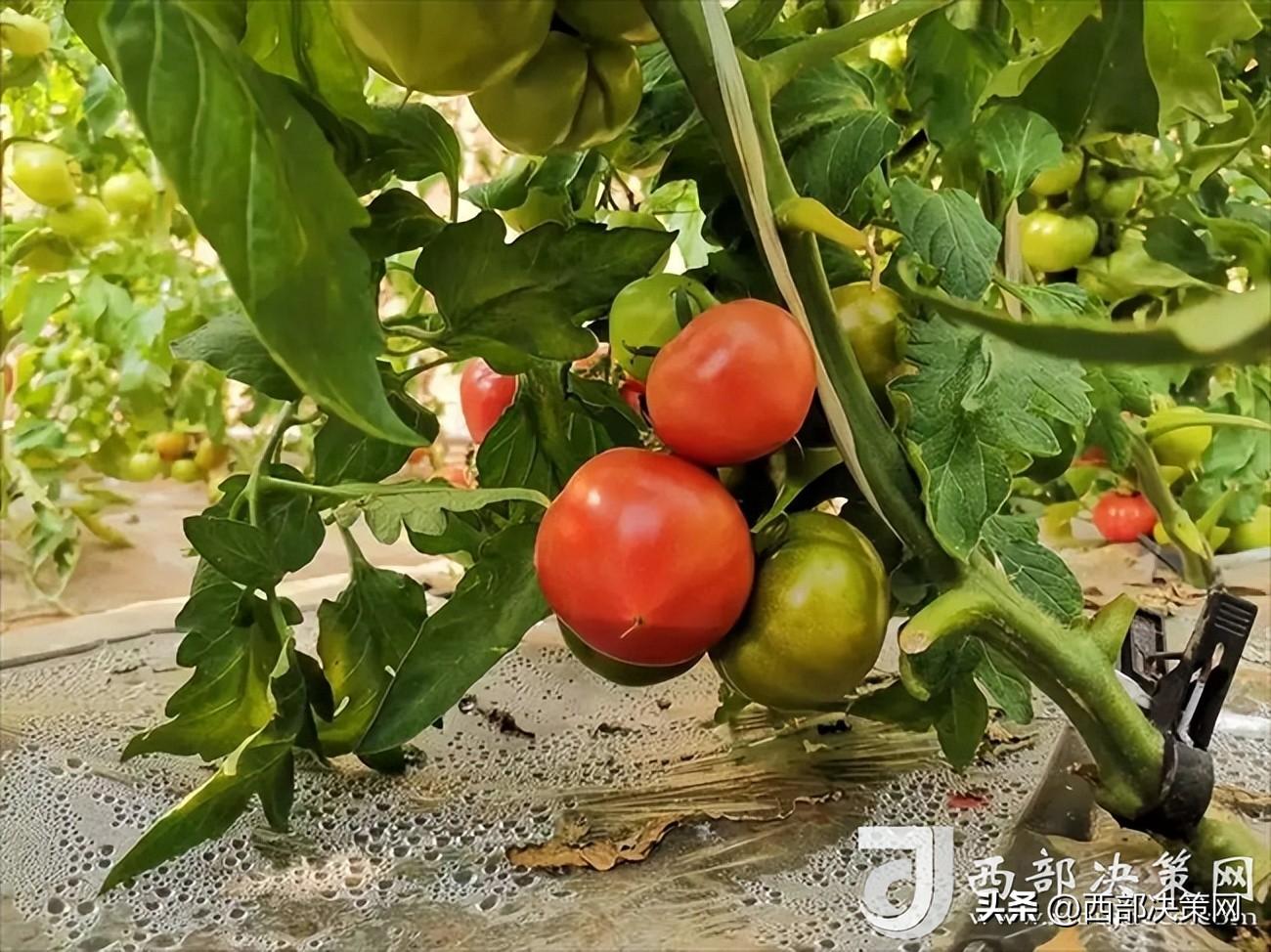 陕西宝鸡适合种植什么药材_宝鸡种植结构_宝鸡种植致富