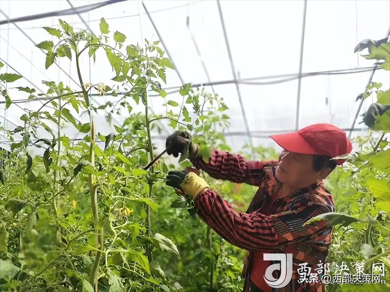 宝鸡种植致富_宝鸡种植结构_陕西宝鸡适合种植什么药材