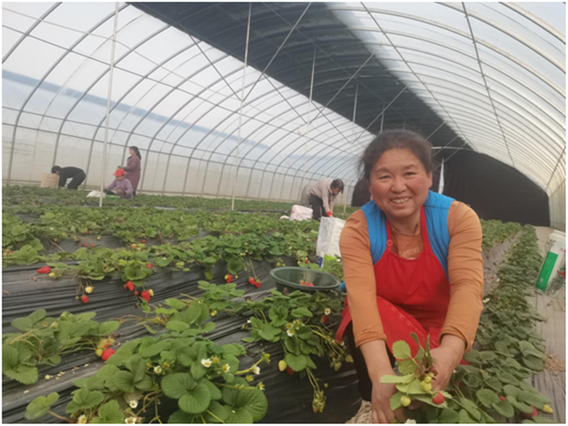 宝鸡种植致富_宝鸡种植结构_致富宝鸡种植基地地址