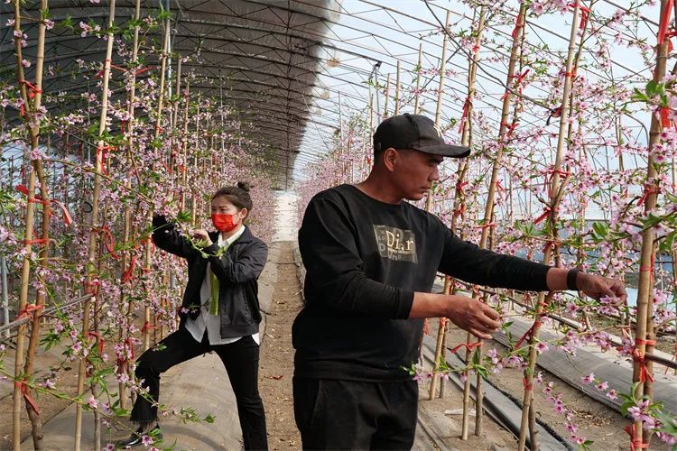 养殖致富内蒙_内蒙古养殖大户_致富经内蒙古养羊视频全集