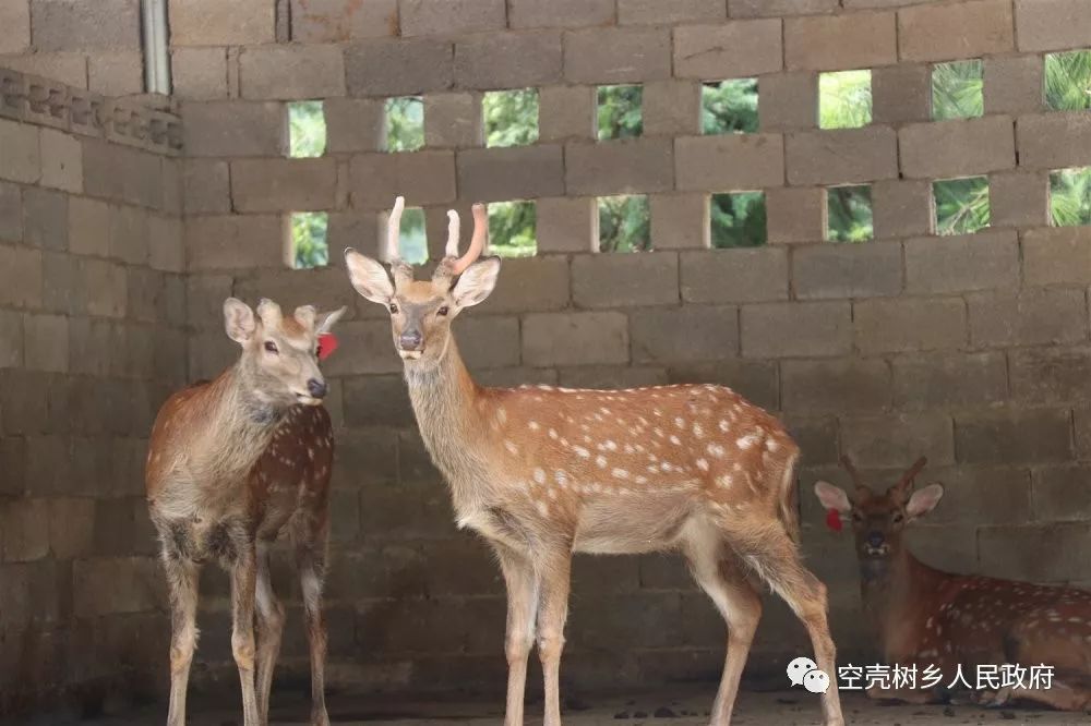 致富经内蒙古养羊视频全集_内蒙古养殖项目_养殖致富内蒙