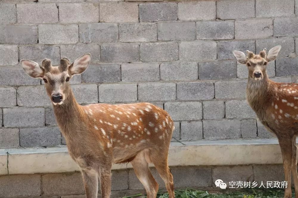 致富经内蒙古养羊视频全集_内蒙古养殖项目_养殖致富内蒙