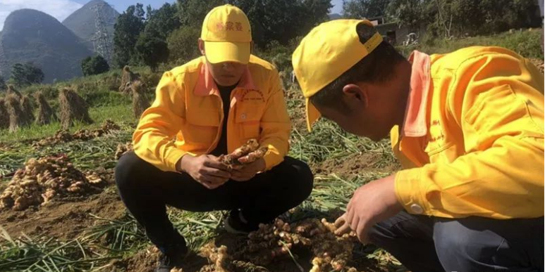 种植中药材黄姜_种植黄姜致富方案_黄姜种植赚钱吗