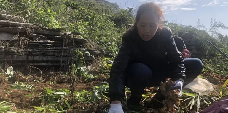 种植黄姜致富方案_黄姜种植赚钱吗_种植中药材黄姜