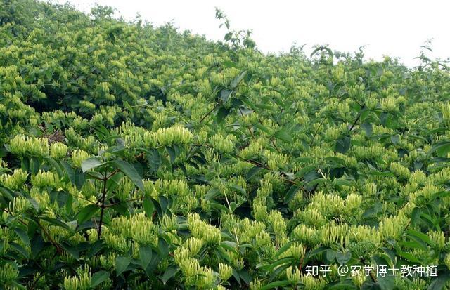 明年地里种什么好？可以试试这棵树，满树的花能卖大钱