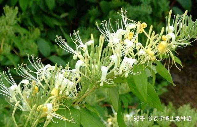 致富经种植金银花有前景吗_种植金银花的功效与作用_种植金银花的前景