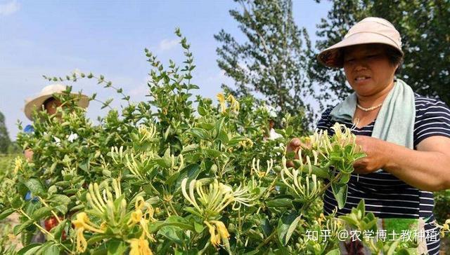 致富经种植金银花有前景吗_种植金银花的功效与作用_种植金银花的前景