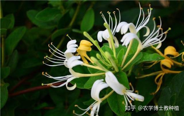 种植金银花的前景_致富经种植金银花有前景吗_种植金银花的功效与作用