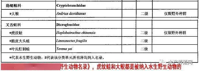 养殖虎纹蛙需要办什么证件_虎纹蛙人工养殖_虎纹蛙养殖技术培训