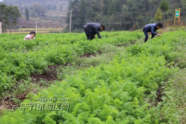 黔西县重新镇荆州村百亩蔬菜种植基地助力脱贫攻坚