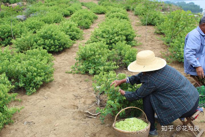 关于种植金银花最最关心的几个问题