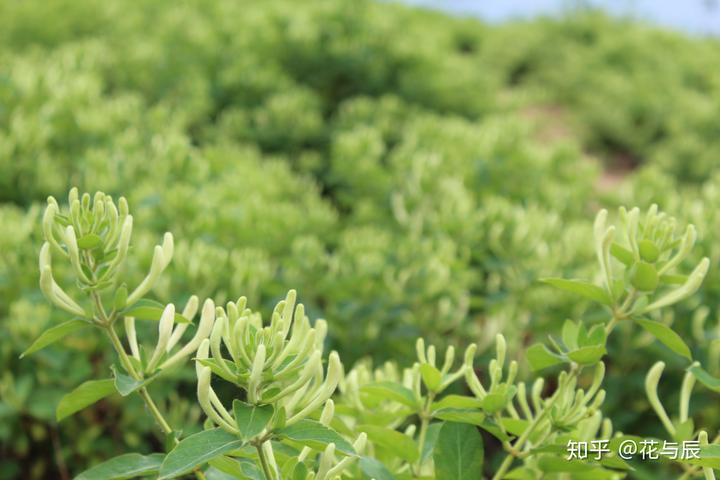 种植金银花的前景_种植金银花效益怎么样_致富经种植金银花有前景吗