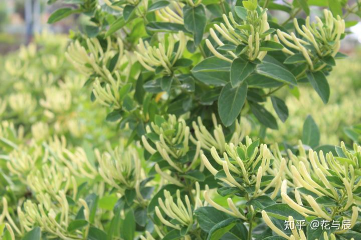 种植金银花效益怎么样_种植金银花的前景_致富经种植金银花有前景吗