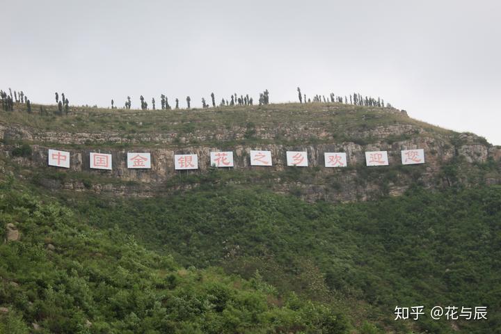 种植金银花的前景_种植金银花效益怎么样_致富经种植金银花有前景吗