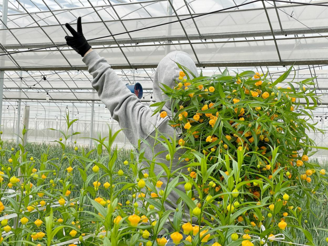 花卉种植收益_致富种植花卉苗_花卉致富苗种植方法