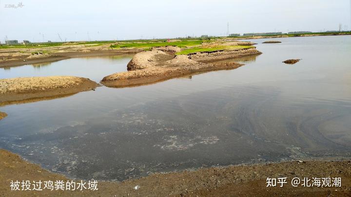 鸡粪养鱼利润_养鱼用的鸡粪怎么发酵成饲料_致富经鸡粪养鱼