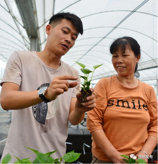 花卉致富苗种植视频_花卉致富苗种植方案_致富种植花卉苗