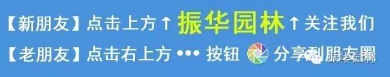 红豆杉养殖方法和功效作用