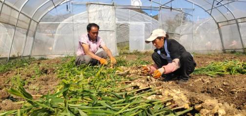 致富种植黄姜方法图片_种植黄姜致富方法_致富种植黄姜方法和技术