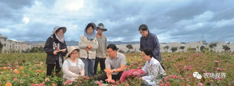 种植案例：农村做什么生意能够赚钱？“依靠这几亩月季花，我家年收入超过10万元”