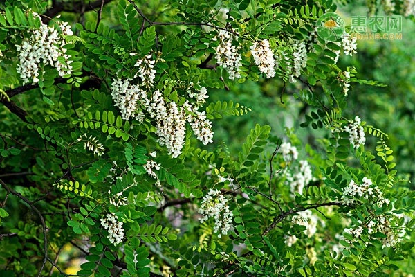 庭院种植致富品种_庭院致富经验案例_庭院经济致富产业