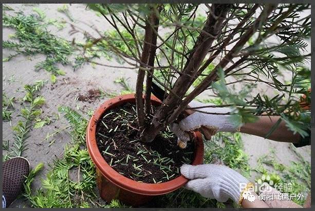 红豆杉养殖注意事项_养殖红豆杉技术与管理_红豆杉养殖技术