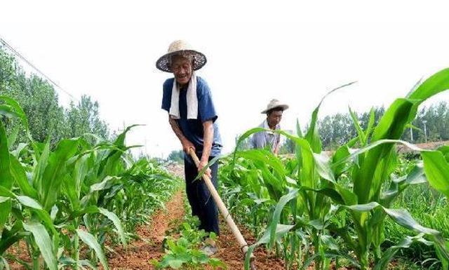 种包米怎么种_米种植过程_种植包米技术