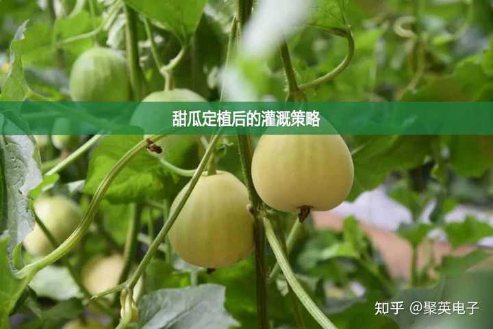 大棚甜瓜种植技术有哪些？