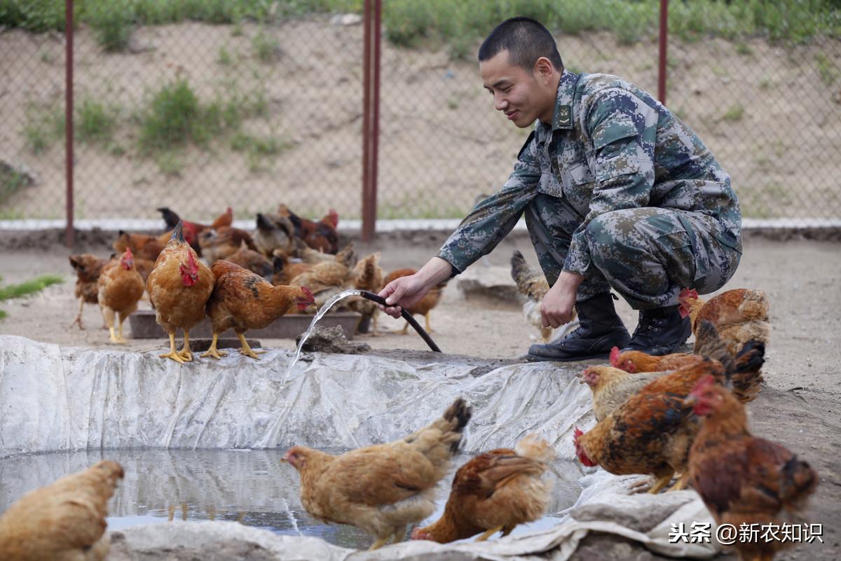 林地鸡养殖_林间养鸡技术_林下鸡养殖技术