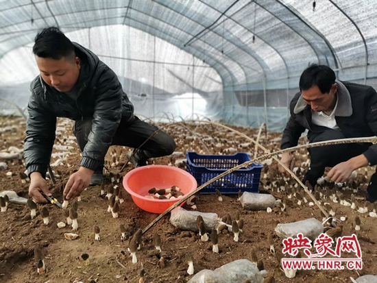 郏县付元露：种植“羊肚菌”敲开致富门