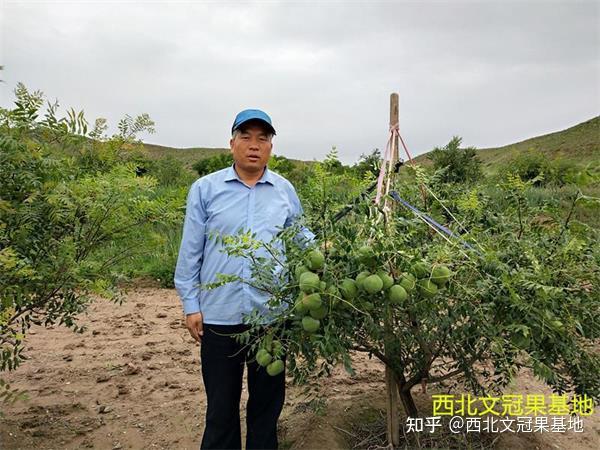 致富茶叶养殖场地址_茶叶致富经_茶叶养殖致富经