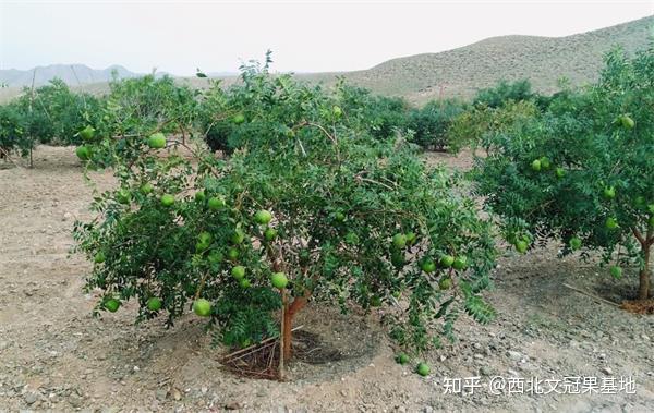 茶叶致富经_致富茶叶养殖场地址_茶叶养殖致富经