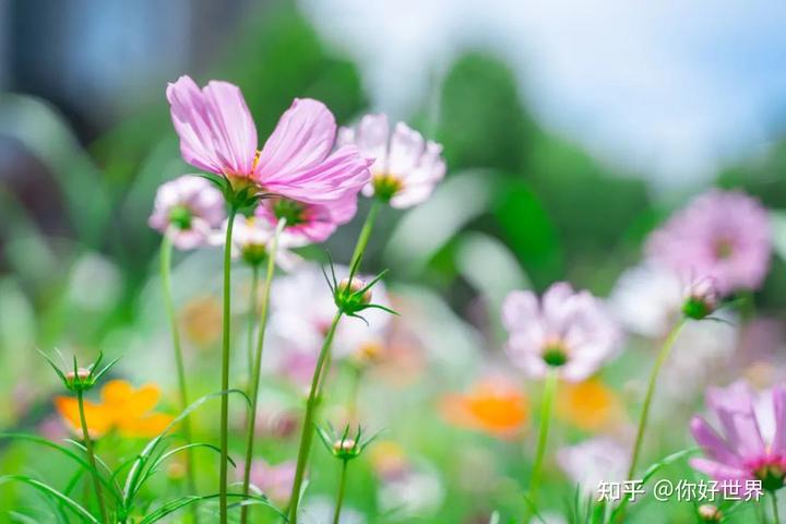 幼儿园办园条件优质_幼儿园优质办学经验_优质幼儿园的成功经验