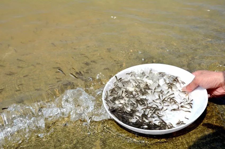 鱼塘海水养殖技术_海水养殖鱼塘技术视频_海水鱼类池塘养殖