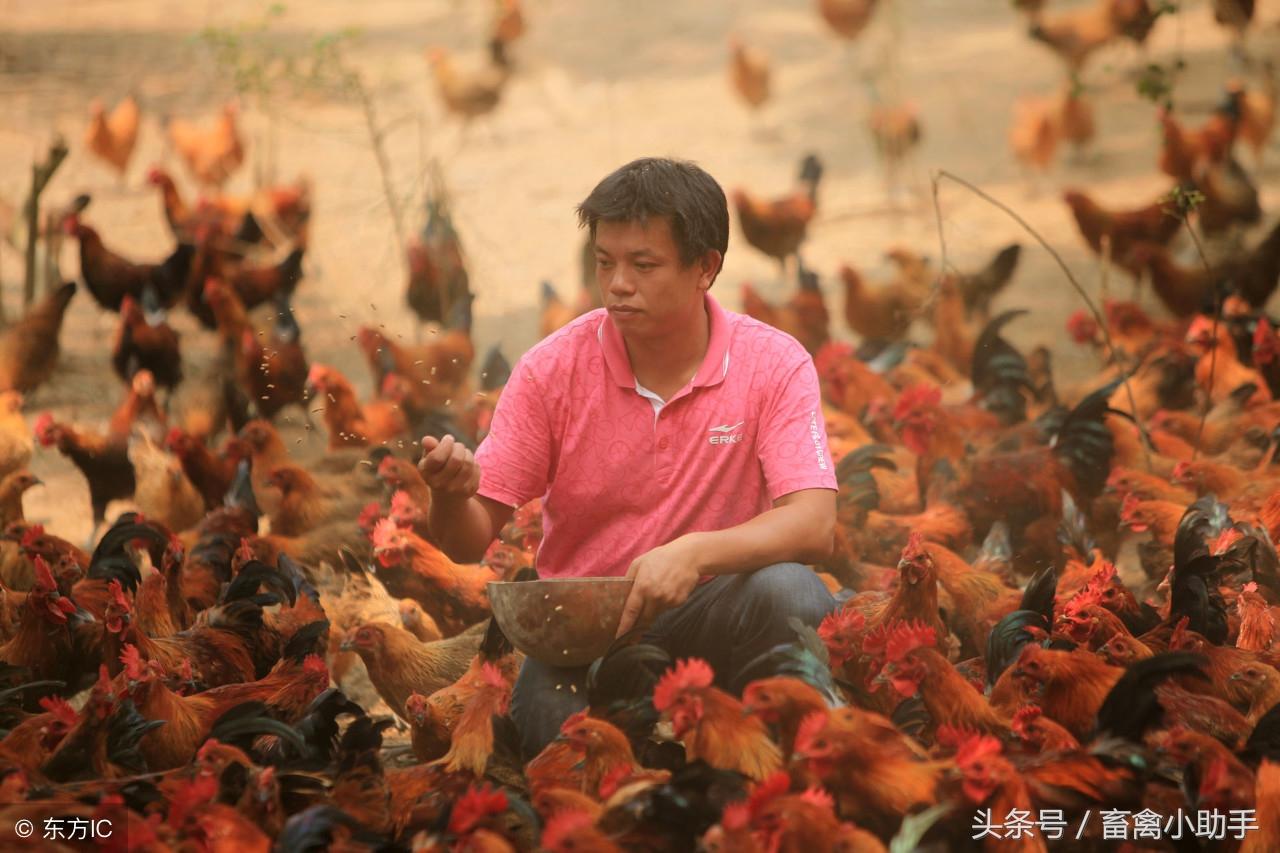 林间养鸡技术_林地养鸡技术视频_林下鸡养殖技术