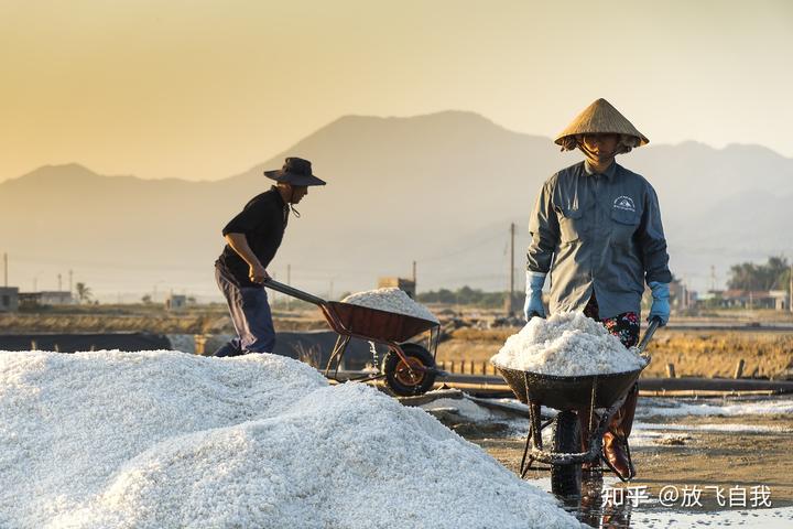 种茶致富_茶叶养猪致富经_茶叶养殖致富经