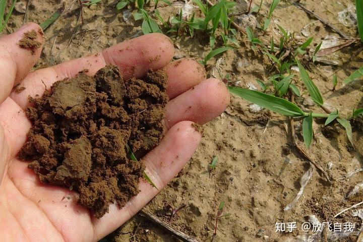 种茶致富_茶叶养殖致富经_茶叶养猪致富经