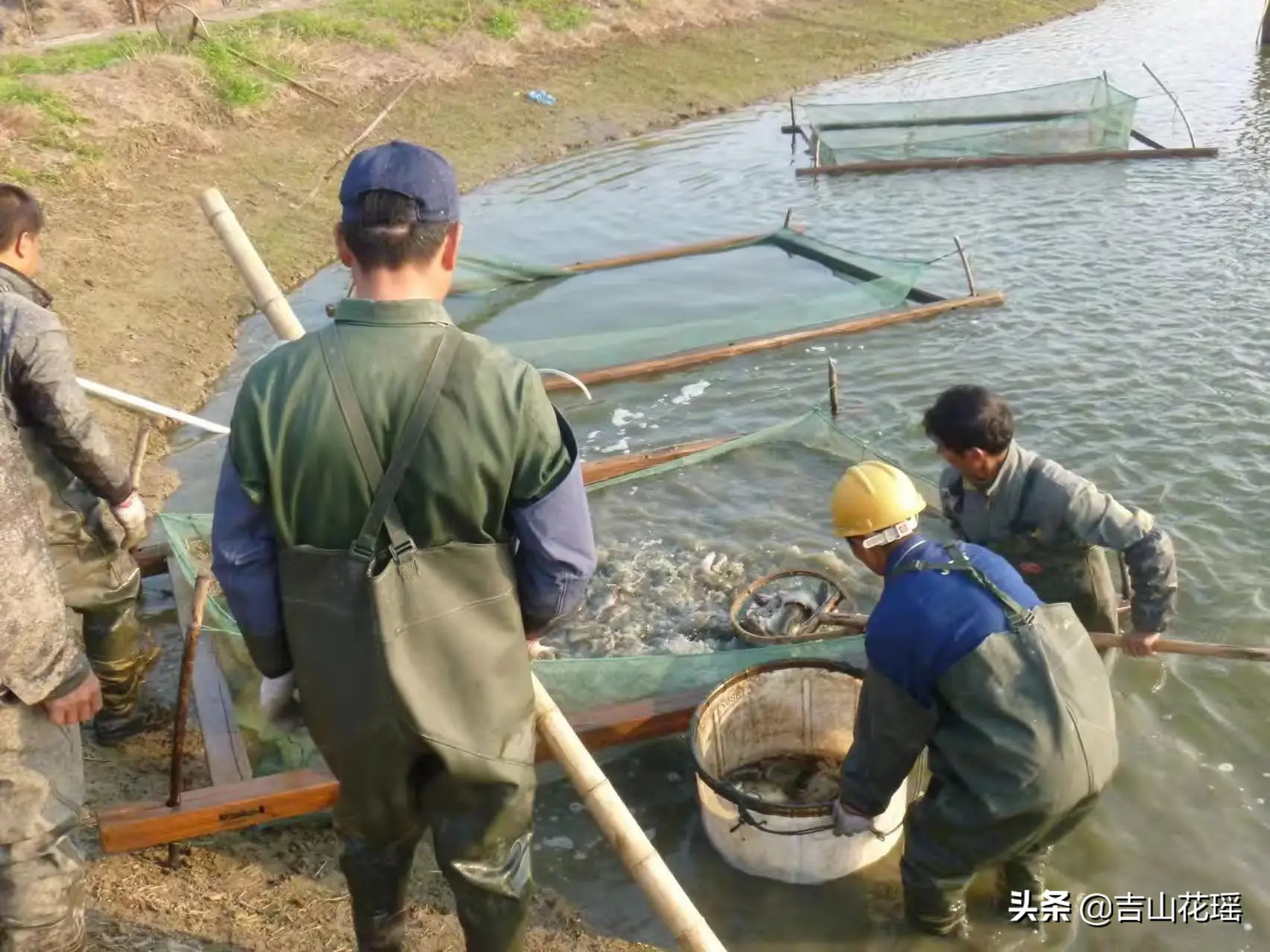 鳜高效养殖技术与虹彩病毒病的诊治