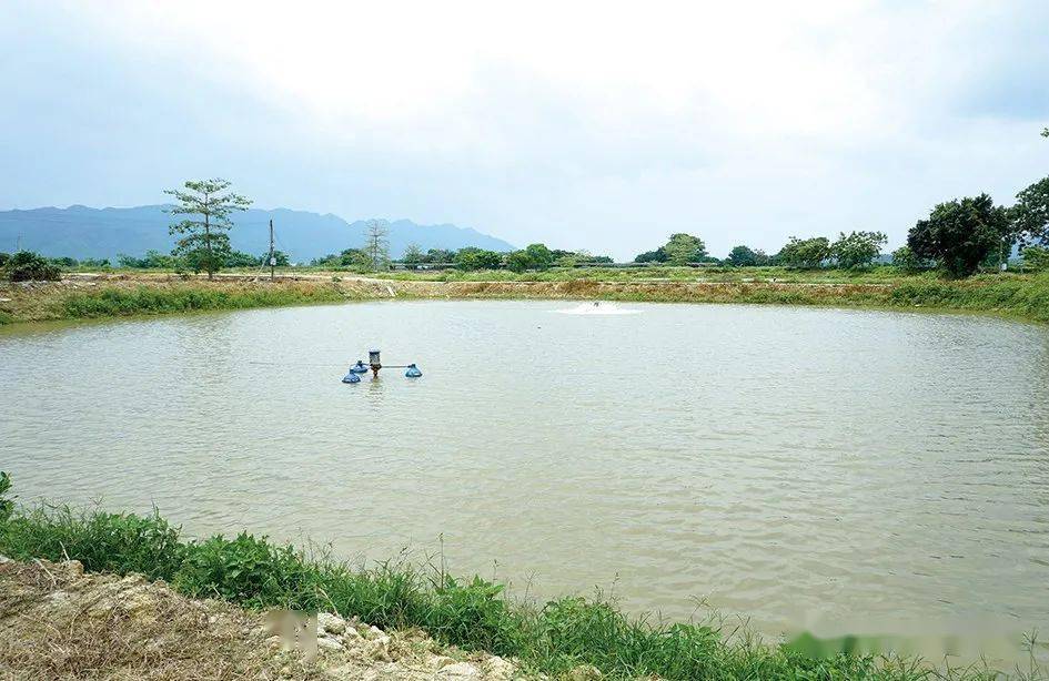 土塘循环水养桂花鱼 产量翻倍品质提升