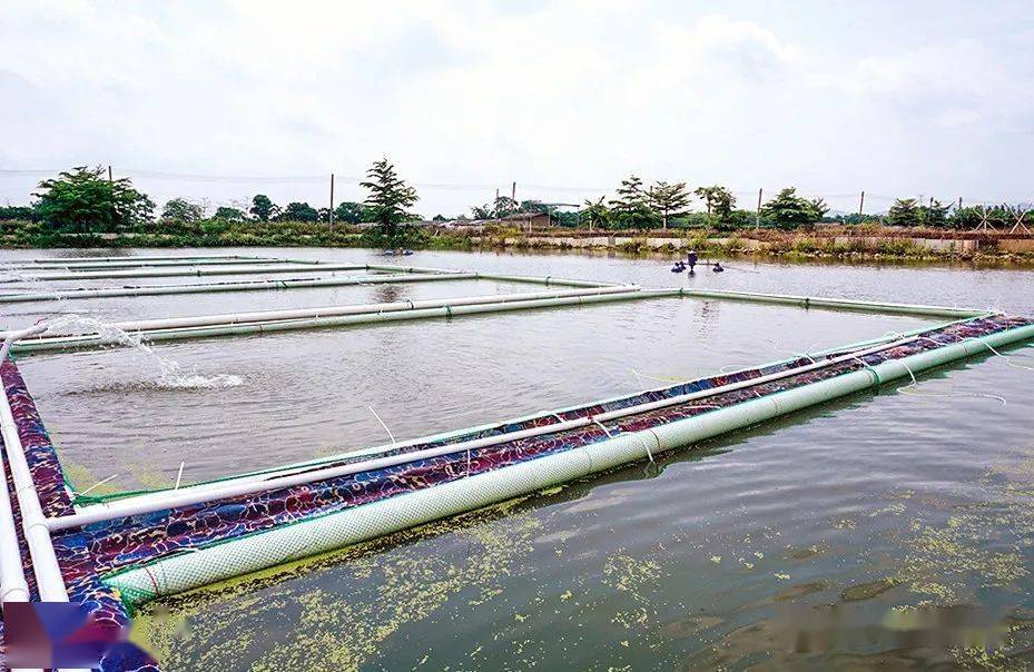 桂花养殖降鱼技术与管理_桂花养殖降鱼技术视频_桂花鱼降养殖技术