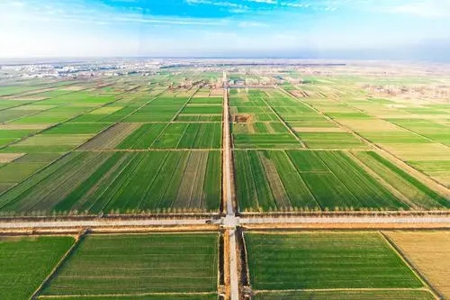 农村致富种植项目_息县种植什么比较好_息县农村种植致富