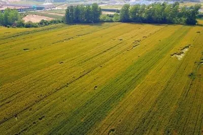 息县农村种植致富_农村致富种植项目_息县种植什么比较好