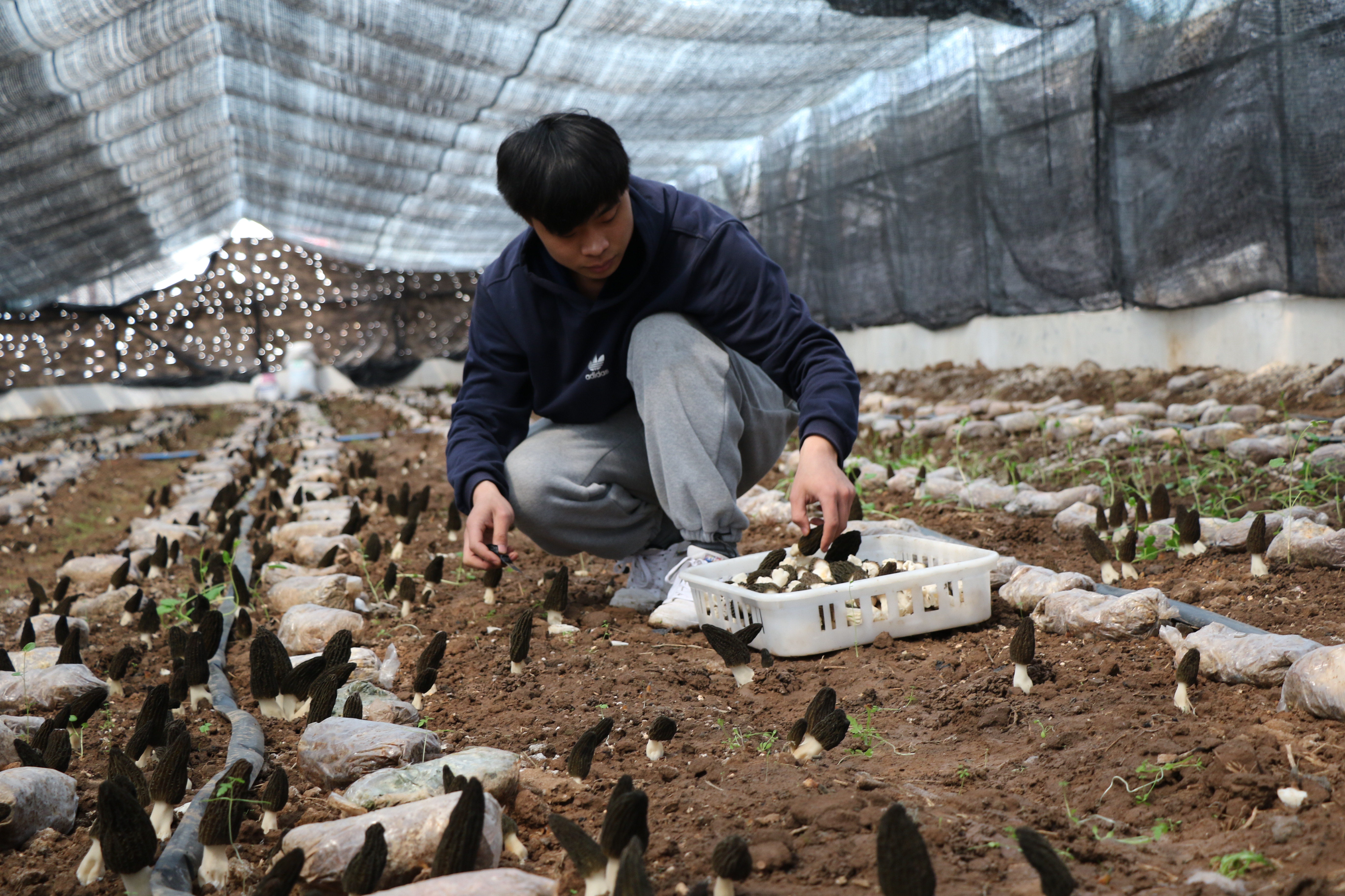 四川绵阳羊肚菌基地在哪里_致富经绵阳羊肚菌视频_四川绵羊羊肚菌基地