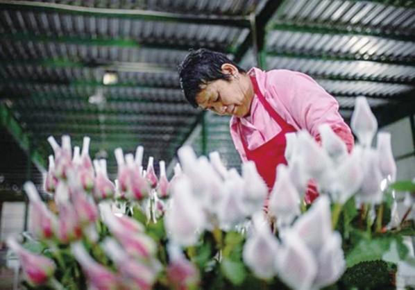 云南晋宁鲜花业带动农民增收致富