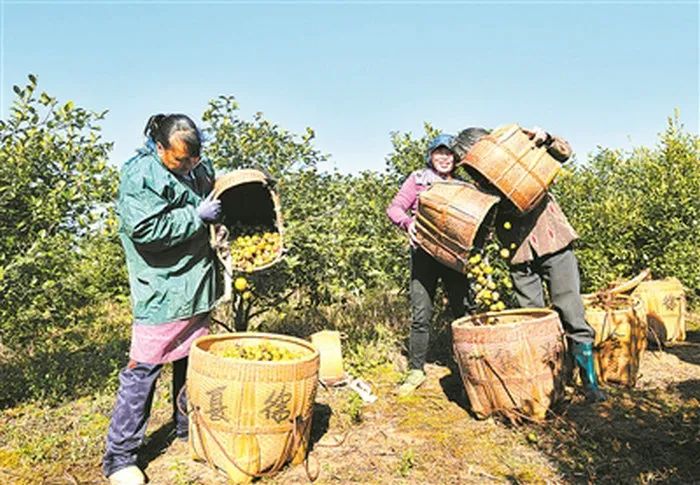 常山种植致富项目_常山农庄_海州常山种植方法